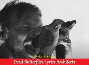 Dead Butterflies Lyrics Architects